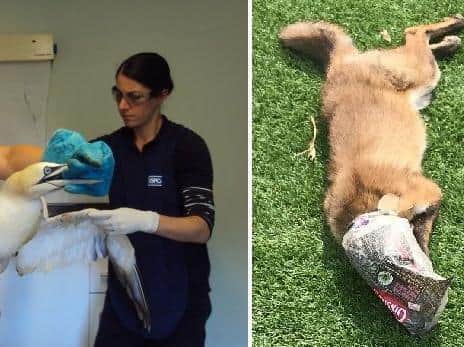 The RSPCA has released images of a gannet entangled in plastic and a fox caught in a pastry wrapper to highlight the dangers to wildlife caused by abandoned rubbish. Photo credit: RSPCA