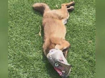 A fox with its head caught in a pasty wrapper Photo credit: RSPCA