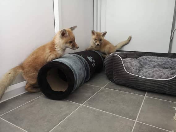 The fox cubs have been taken in by a sanctuary in Whitby. (Pic: SWNS)