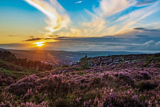 Pictured, the sun settiing over Ilkley Moor which is covered with purple flowering heather, last Summer. Photo credit:  Bruce Rollinson/JPIMediaResell