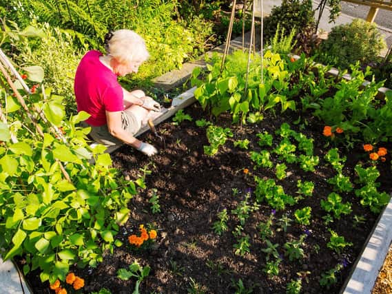 A woman making use of a raised bed.