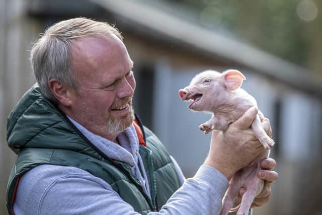 Rob Nicholson with a piglet at Cannon Hall Farm. Photo credit: Tony Johnson/JPIMediaResell