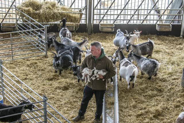 Dave Nicholson with new born pigmy goats at Cannon Hall Farm. Photo credit: JPIMediaResell/ Tony Johnson