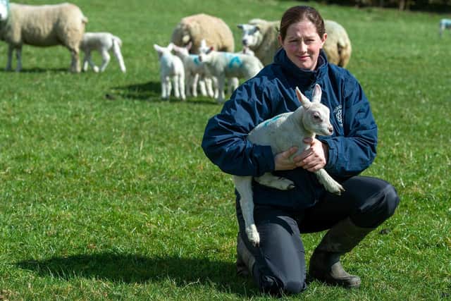 Pictured, Georgina Fort, the chairwoman of the Yorkshire Federation of Young Farmers Clubs, with Beltex sheep and lambs at High Bracken Hill Farm, Silsden, which she owns with her father and sister. Photo credit: Bruce Rollinson/JPIMediaResell