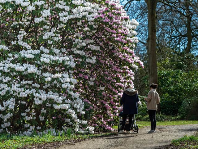 Pictured flowering rhododendrons at RHS Harlow Carr, in Harrogate. It has some dating back to more than 60 years ago including a fiery red rhododendron barberton species, with dozens scattered throughout the woodland. Bruce Rollinson/JPIMediaResell