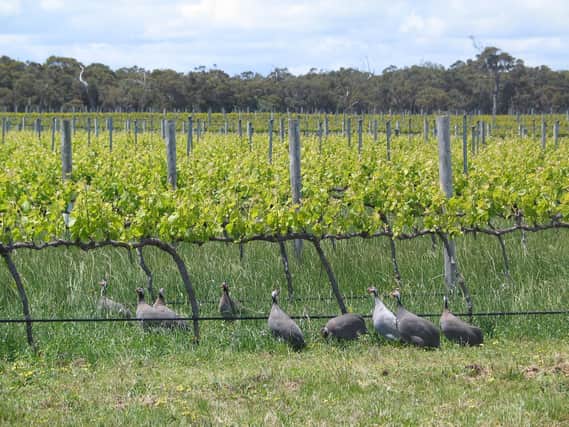 Margaret River Vineyards in Western Australia.