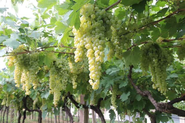 Bunches of grapes used for Soave.