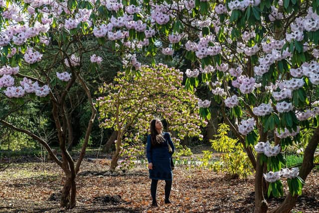 Spring is in full bloom at RHS Harlow Carr. Photo credit: Bruce Rollinson/JPIMediaResell