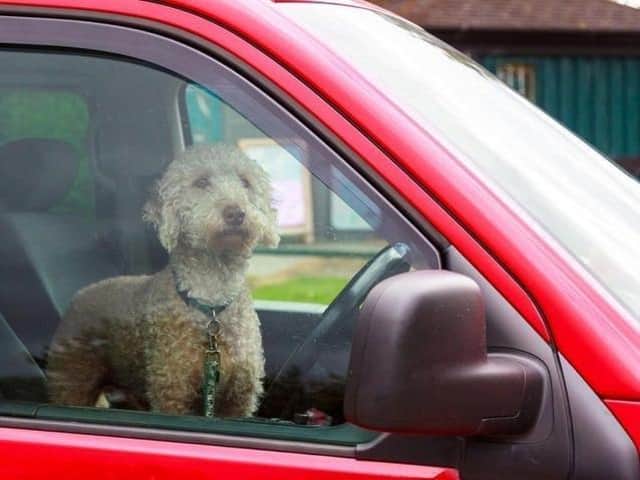 Police say they have had a number of calls about dogs in cars during the hot weather