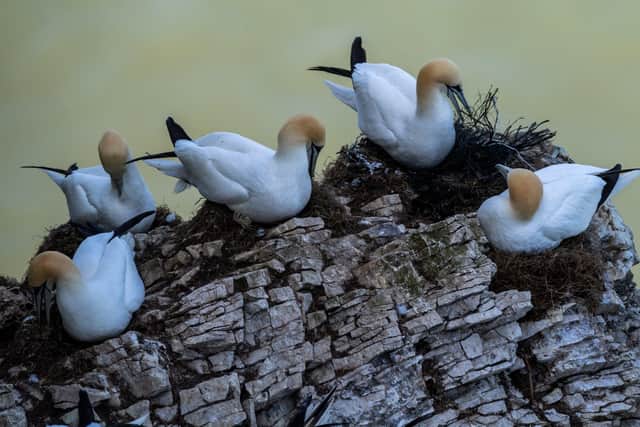 Breeding Gannets in May 2019. Picture: James Hardisty.