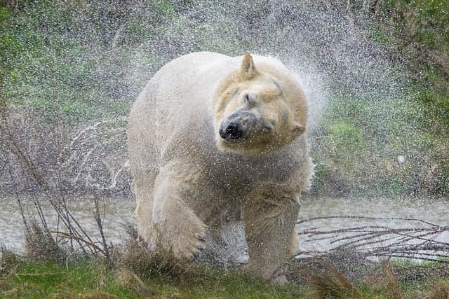 Rasputin is the fifth Polar bear to arrive at Yorkshire Wildlife Park. Picture Tony Johnson