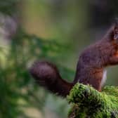 A red squirrel at the reserve in Snaizeholme