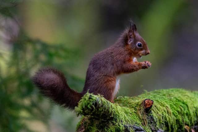 A red squirrel at the reserve in Snaizeholme