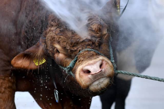 A Limousin cow is washed down. Picture: Simon Hulme.