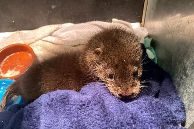 The female otter cub - nicknamed Eve - is now being hand reared and will be released back into the wild once she has fully recovered