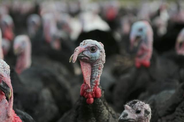 Undated file photo of turkeys on a farm  Picture:Niall Carson/PA Wire