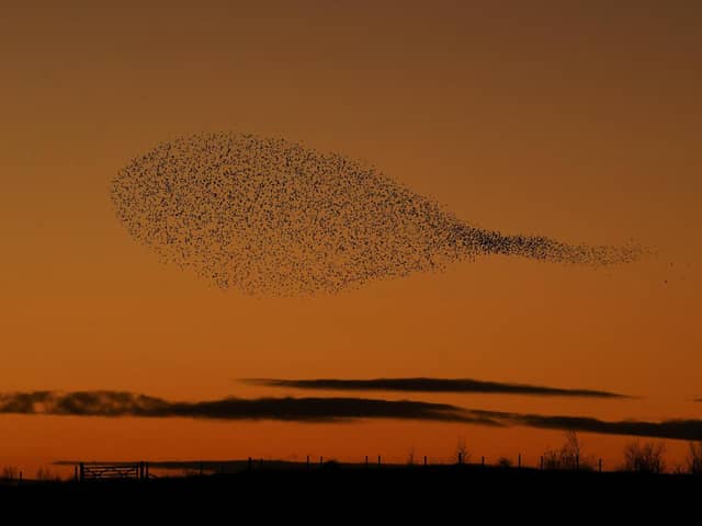 A murmuration of starlings over RSPB Fairburn Ings at sunset last month. (Picture: Simon Hulme).