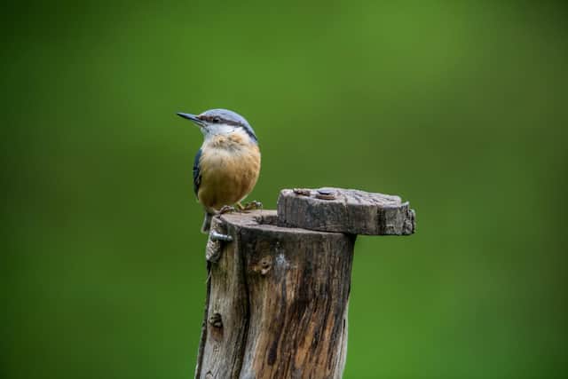 A nuthatch is one of the birds you might see at Fairburn. (James Hardisty).