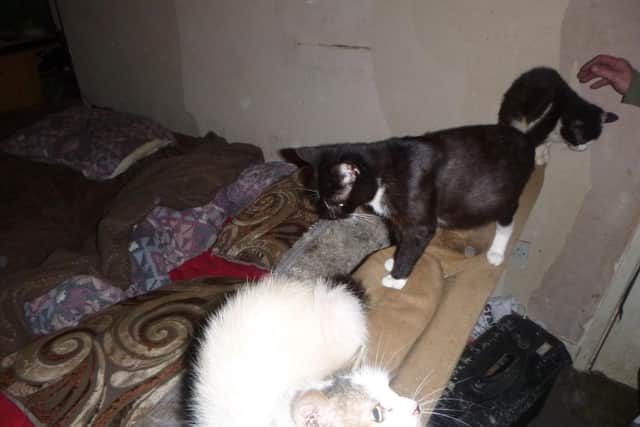 A total of 18 cats were found to be neglected