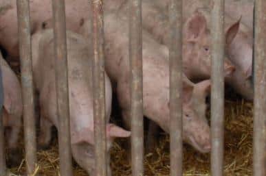 Archive pic: There have been objections to the pig rearing unit at Ottringham