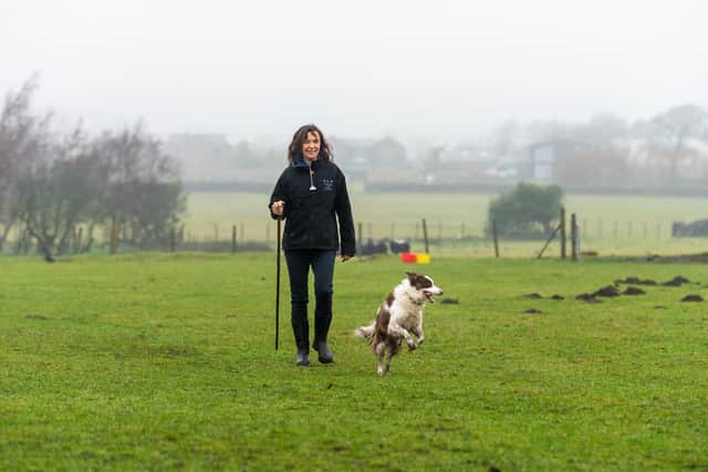 Pictured Vicki Metcalfe, working 8 year old Border Collie called Chill. Image: James Hardisty