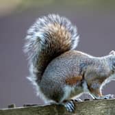 Grey squirrel. Picture: Bruce Rollinson.