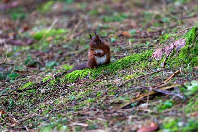 Red squirrel. Picture: James Hardisty.