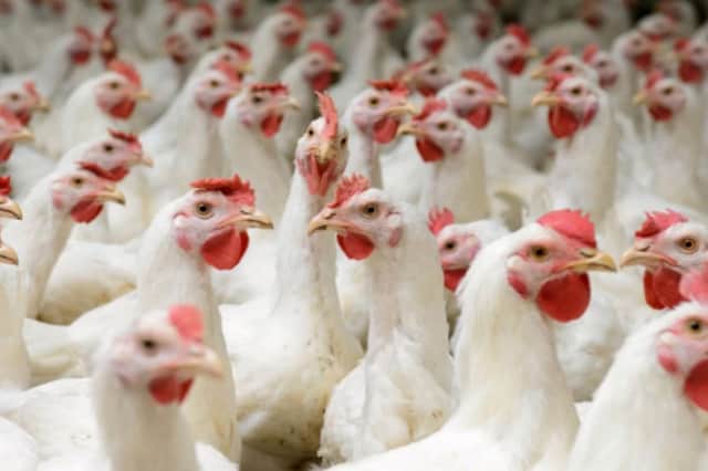 The latest figures show 79 cases of highly infectious avian influenza have been recorded in the UK since October, with 66 in England
