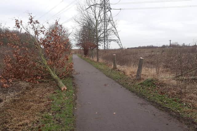 Damage to the trees along the greenway near Rossington