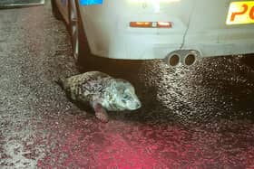 The tiny seal was found under a car