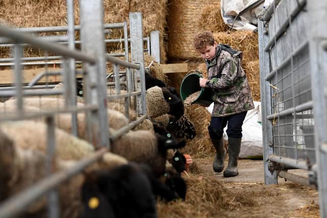 Ten-year-old William Read feeds the sheep