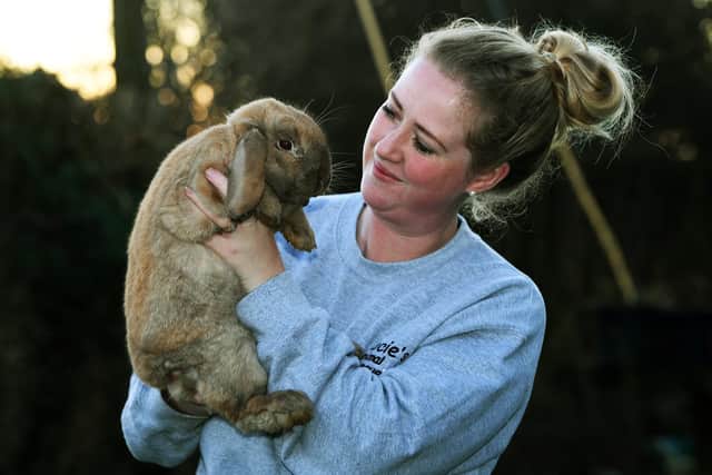 Lucie Holmes sees a surge in abandoned rabbits after Easter