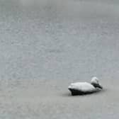 The 'duck' the caller believed was stuck in the ice