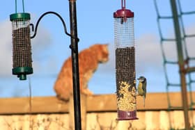 Cats have a major impact on bird populations according to experts at the  RSPB.                               Picture: Alamy/PA