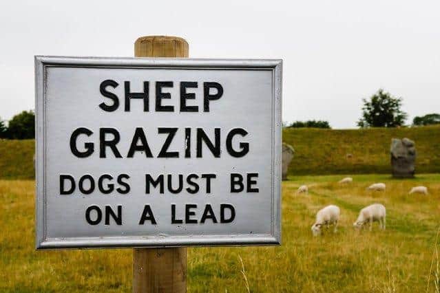 Six sheep were killed during an attack in Leeds. Picture: Adobe Stock.