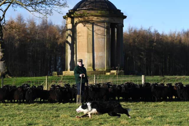 John looks after a flock of Hebridean sheep on the Escrick Park Estate near York