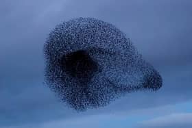 The starlings formed the shape of a meerkat