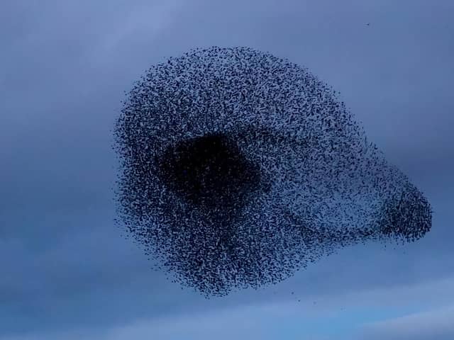 The starlings formed the shape of a meerkat