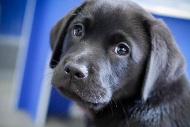 A Black Labrador guide dog pup. (Pic credit: Guide Dogs)