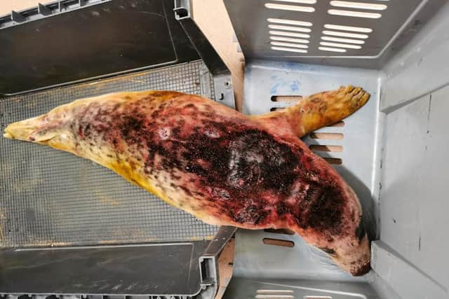 The seal was left covered in blood and puncture wounds