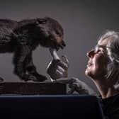 Curator Kitty Ross Abbey with a Himalayan Black Bear cub, that was once part of a Victorian menagerie  Picture: Danny Lawson/PA Wire