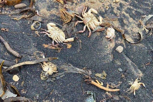 Dead crabs which washed up on a beach in Saltburn