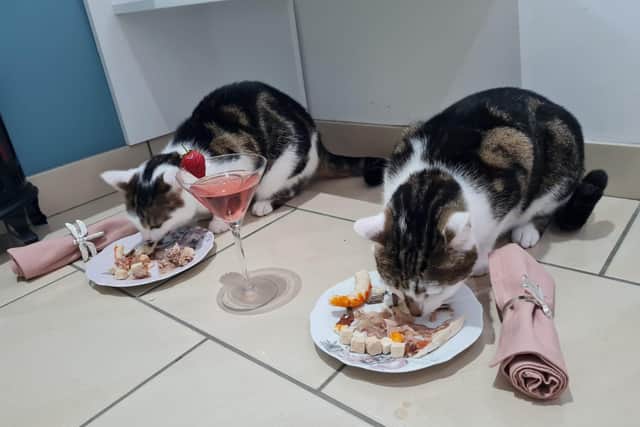Cats at the hotel are treated like royalty, the owners say