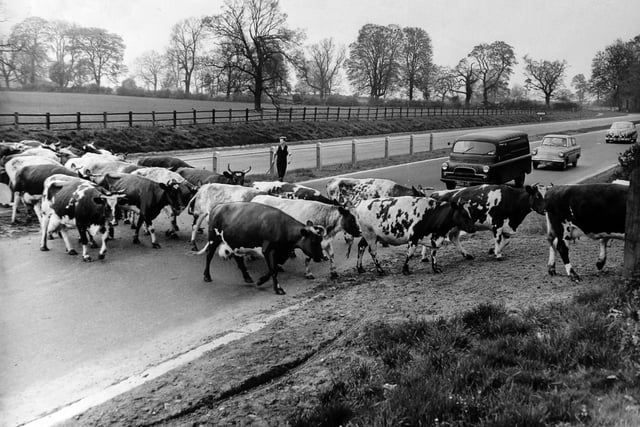 The cows of St. Mark’s Farm, Kirk Deighton, near Wetherby, being driven between the farm and their pasture.