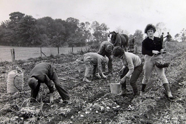 Planting potatoes, Snape Lodge Farm, near Bedale. 1962