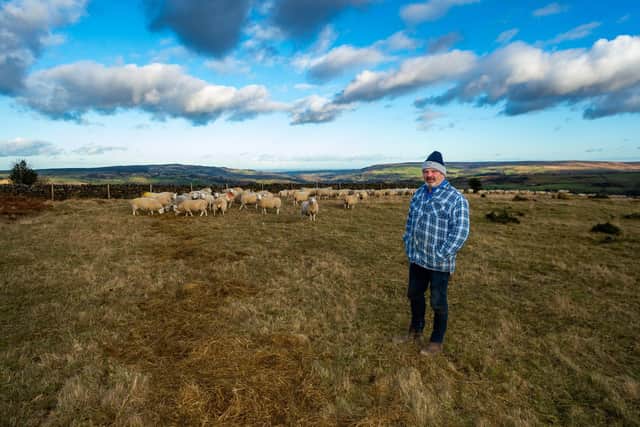 Steve Hallam with his North Country Cheviots