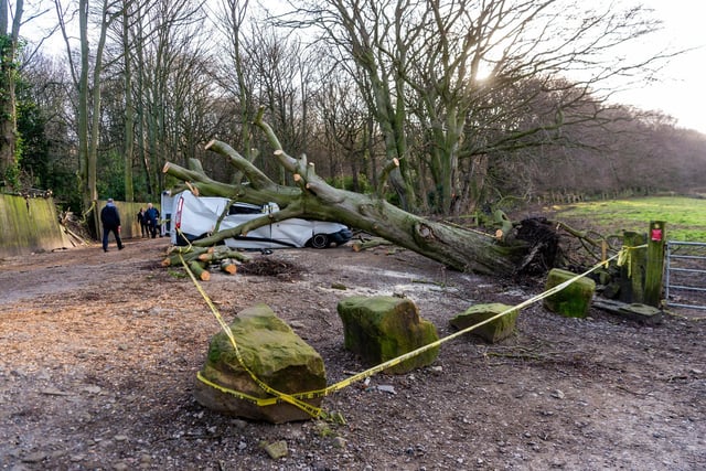The fallen tree in Apperley Bridge cordoned off