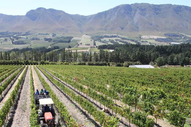 South Africa has some of the oldest vines in the world