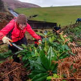Volunteer Jenny Hemming, removing the Rhododendrons from the site.