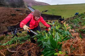 Volunteer Jenny Hemming, removing the Rhododendrons from the site.